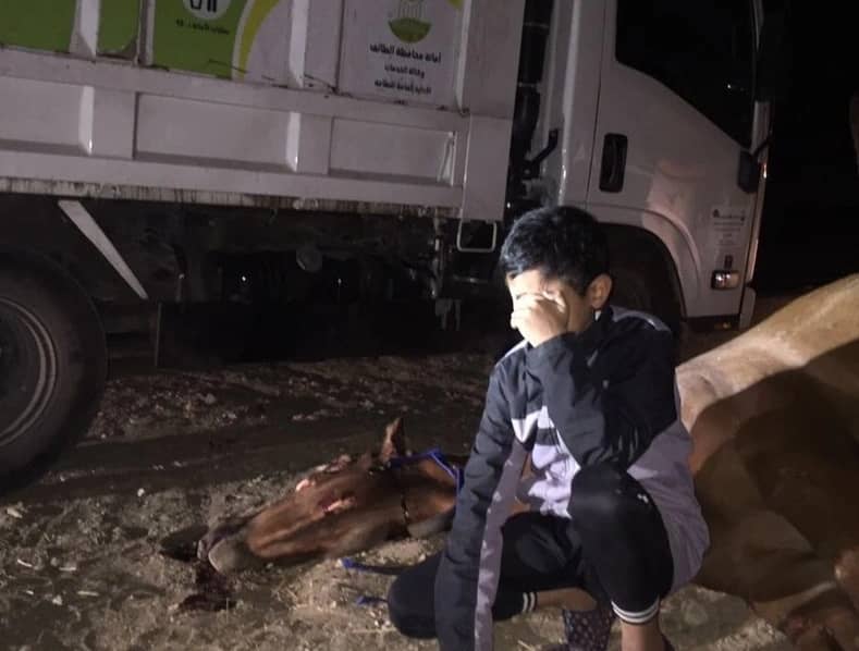 بالصور .طفل صغير يبكي بحرقة بعد دهس حافلة فرسه بالطائف