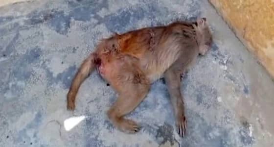 بالصور.. مرض غامض يقتل القرود ويهدد حياة البشر