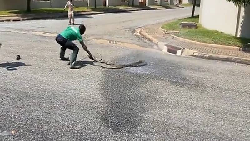 بالفيديو .. 4 شبان يخضون معركة شرسة ضد أفعئ