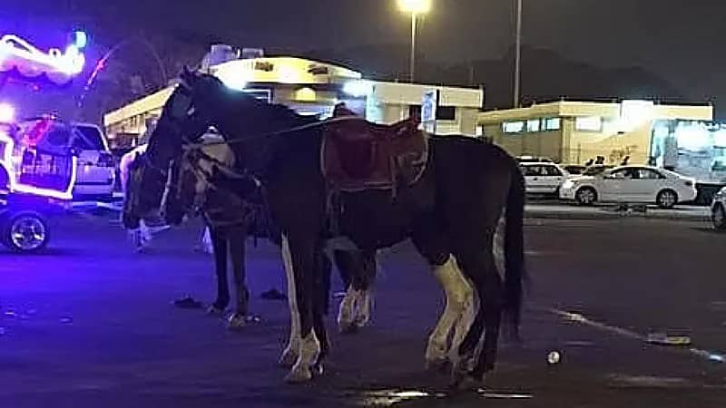 مصرع طفلة ركلها خيل بعدما أسقطها في حجز النوارية بمكة