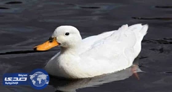 " بطة " تتسبب في إغلاق طريق سريع بألمانيا