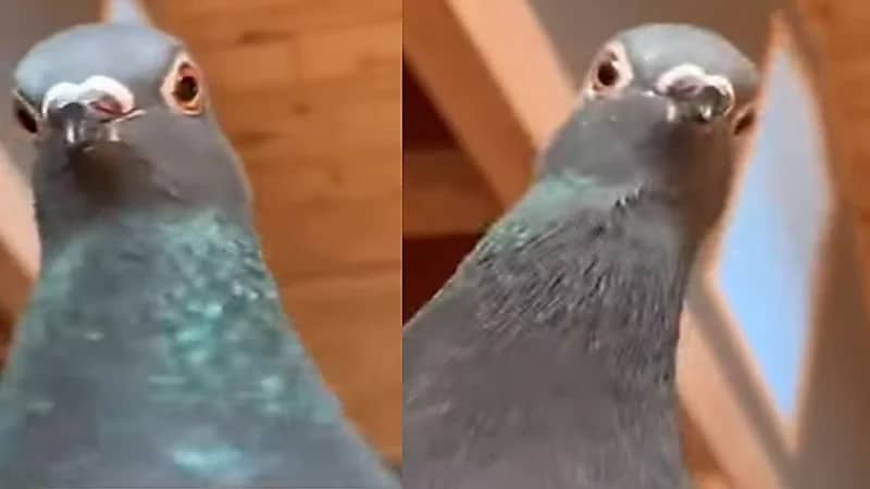 فيديو.. حمامة تحاول إنقاذ فتاة