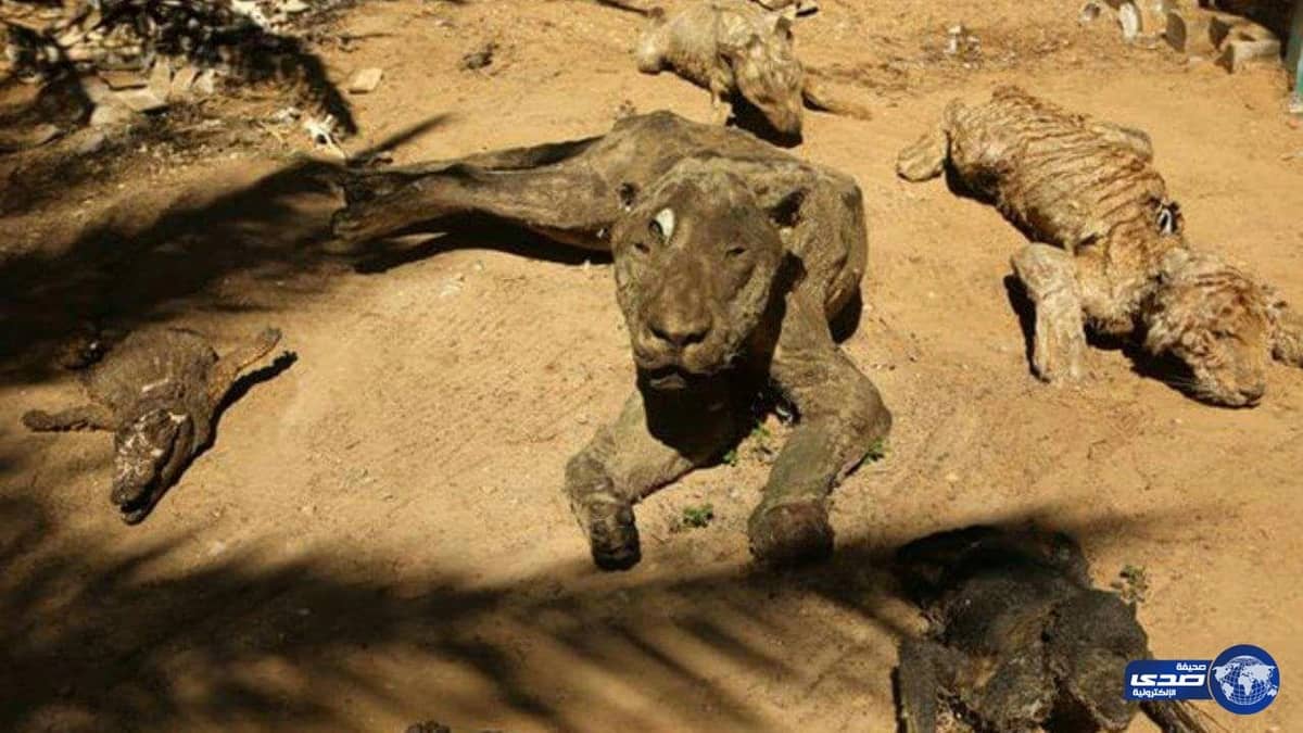 «الحصار» يهدد حديقة حيوان رفح بالإغلاق