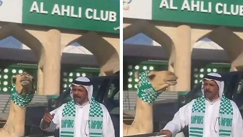 شاعر يذبح قعودًا احتفالًا بتتويج الأهلي بطلًا للنخبة الآسيوية .. فيديو