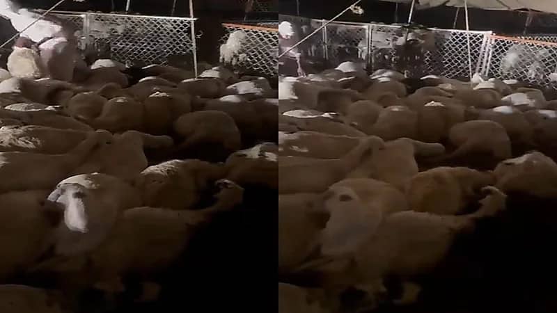 صاعقة تقضي على 140 رأسًا من الأغنام في عسير.. فيديو