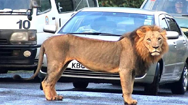 استنفار أمني في الكويت للبحث عن أسد