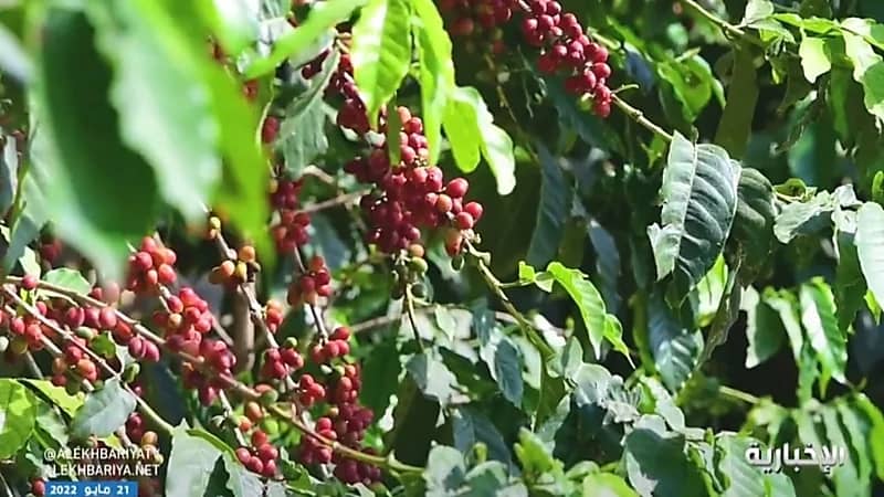 ‏بالفيديو.. مزارع للبن: أرباحنا من القهوة السعودية تبلغ 40 ألف ريال