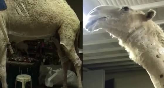 بالفيديو.. تحنيط " خزامة " لتكون مرجعًا لمن أراد معرفة مواطن جمال الإبل