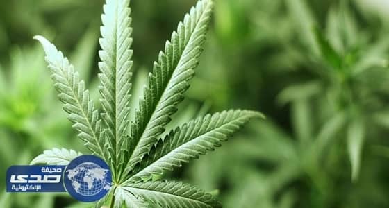 أوروجواي توفر " الحشيش " بالصيدليات للترفيه