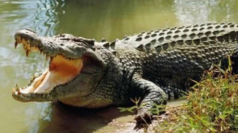 قصة رجل ينجو من هجوم 4 تماسيح ويقتل واحدًا