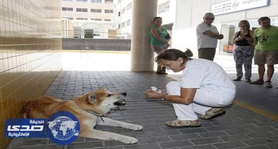 مستشفى فرنسي للأمراض العقلية تستعين بالكلاب لعلاج مرضاها