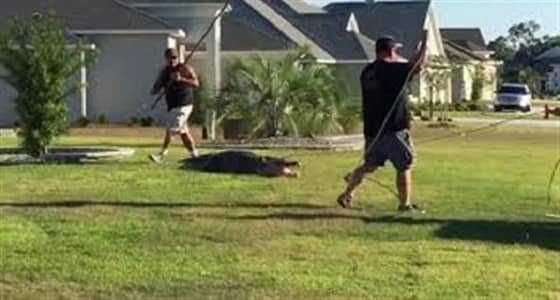 بالفيديو.. تمساح ضخم يثير ذعر الأهالي بتجوله بين المنازل