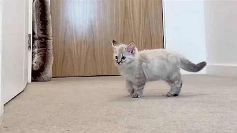 بالصور .. تصرف غير متوقع من قطة تُرِكت بمفردها في منزل