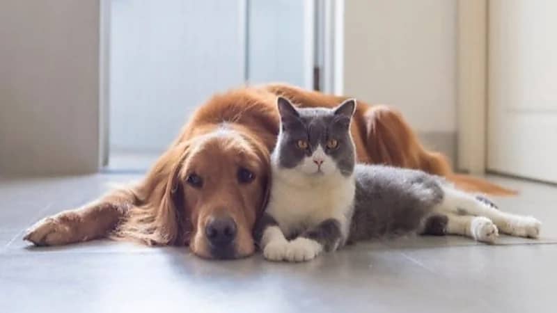 الحيوانات الأليفة بالمنزل قد تصيبك بالأرق