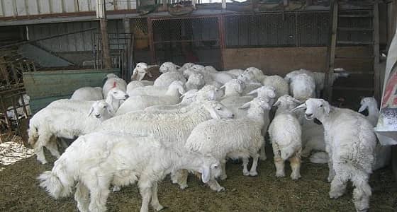 منظمات عالمية تتخذ ذبح الأضاحي حيلة لتشويه صورة المملكة