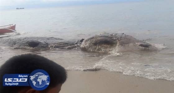 بالفيديو.. مخلوق غامض يثير الذعر بين الأهالي