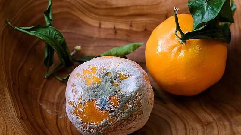 طبيب يحذر: الفطر الأسود موجود في الفاكهة والخضروات