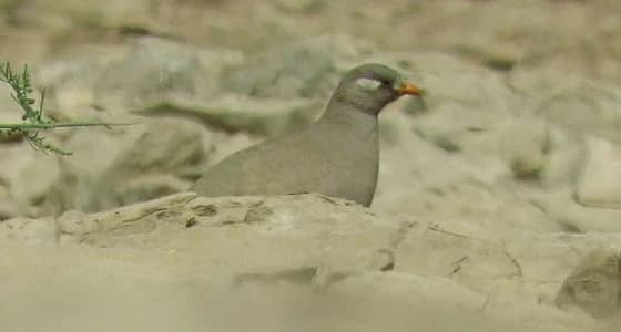بالفيديو.. الاختلاف بين ذكر وأنثى طيور الحجل الرملي