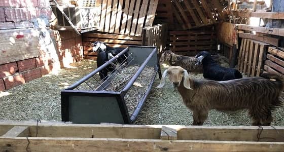 بالصور.. ضبط حظيرة أغنام ومسلخا عشوائيا مخالفا بالمدينة