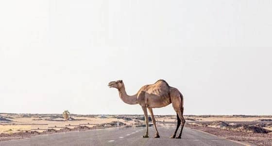 النقل: الحيوانات السائبة تسببت في مقتل وإصابة 287 شخصاً خلال عام 2018