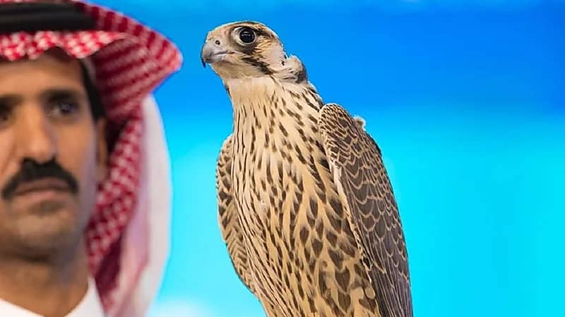 مواطن يبيع صقراً التقطه في سماء طريف بـ 405 آلاف ريال