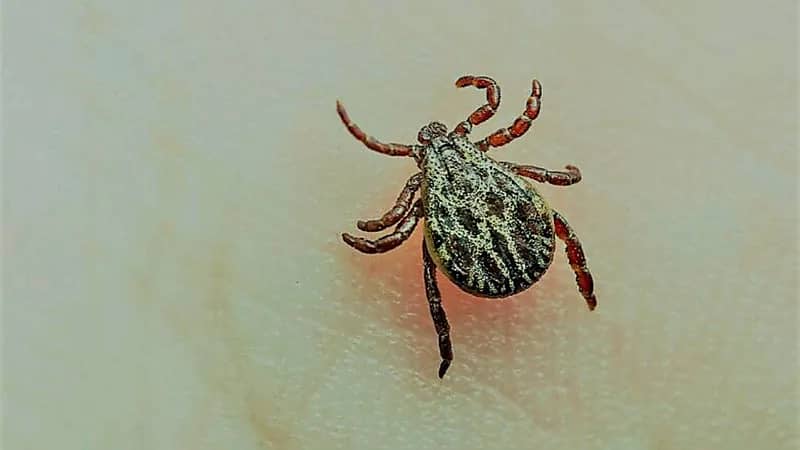 خبراء يحذرون من انتشار القراد والبعوض بسبب التغيرات الجوية