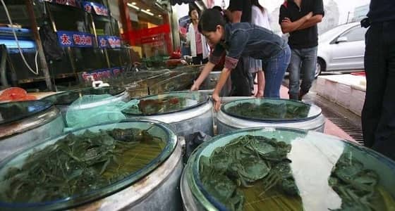 مسؤول بالأغذية والزراعة يكشف أكثر البؤر المسيئة لاستخدام المضادات الحيوية