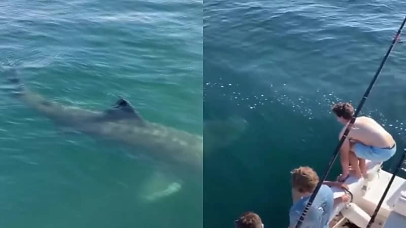 بالفيديو.. لحظة قفز شابان على ظهر سمكة قرش