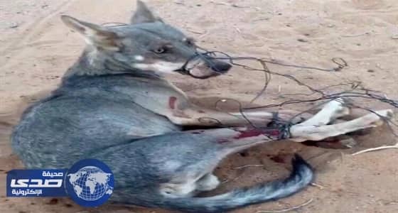 مواطن ينجح في صيد ذئب قضي على 30 رأسا من ماشيته