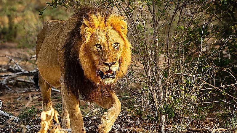 جزائري يشعل مواقع التواصل بعد تبنيه أسدًا نادرًا في منزله .. فيديو