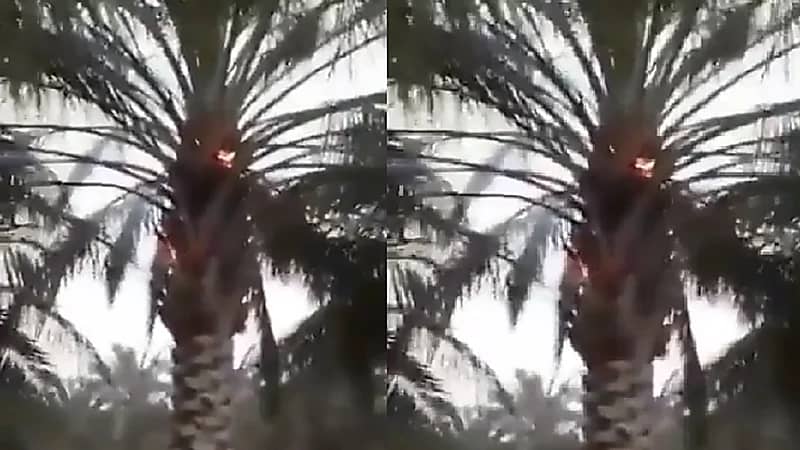 بالفيديو..صاعقة تحرق نخلة