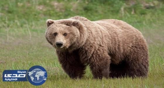 دراسة: الدببة تحولت إلى نباتية بسبب التغير المناخي