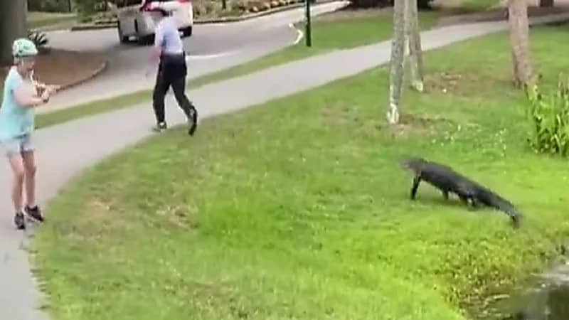 تمساح يخرج فجأة من بركة ويلاحق صياد .. فيديو