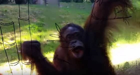 فيديو طريف لإنسان الغاب تمسح الزجاج بشفتيها