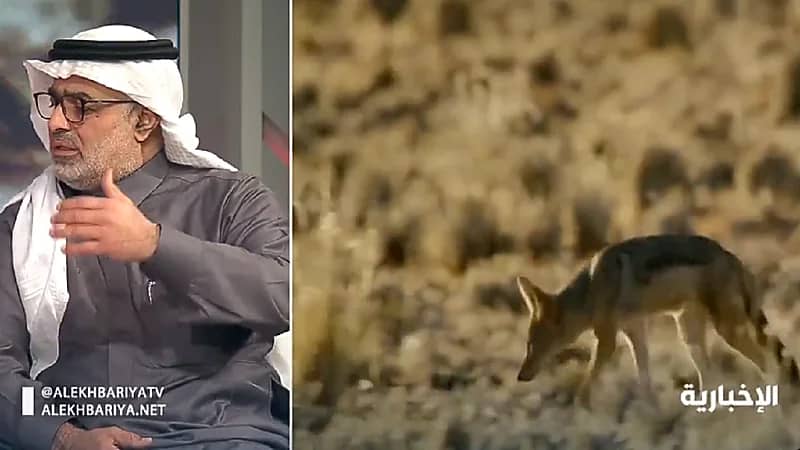 تعليق الحياة الفطرية على سؤال "شلون أحمي حلالي من المفترسات؟"