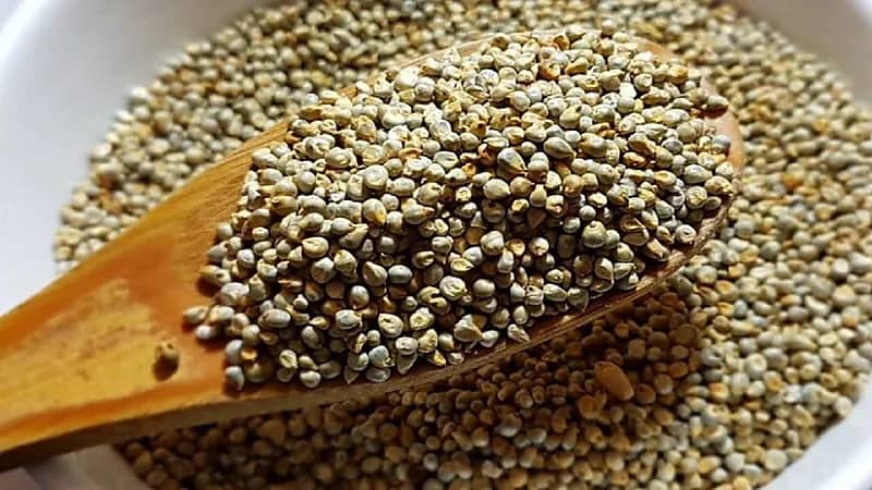 بالفيديو.. استشاري يكشف فوائد " الدخن " لمرضى السكري