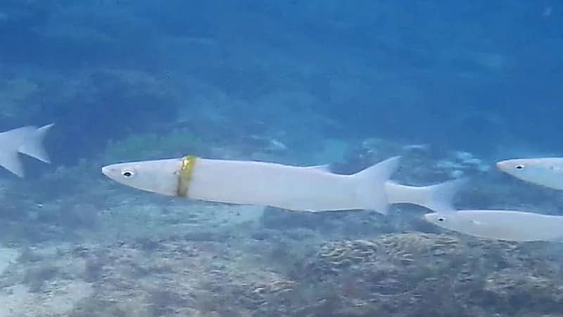 غواصة تعثر على خاتم زواج ملتفاً حول عنق سمكة