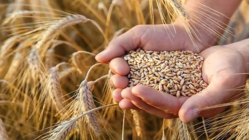 صرف 363 مليون ريال مستحقات الدفعة الخامسة لمزارعي القمح المحلي