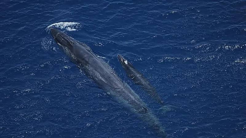 توثيق 84 ألف طائر بحري و1219 كائناً بحرياً كبيراً خلال 2025 .. صور