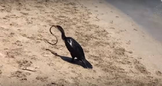 بالفيديو.. معركة عنيفة بين ثعبان وطائر يحاول بلعه