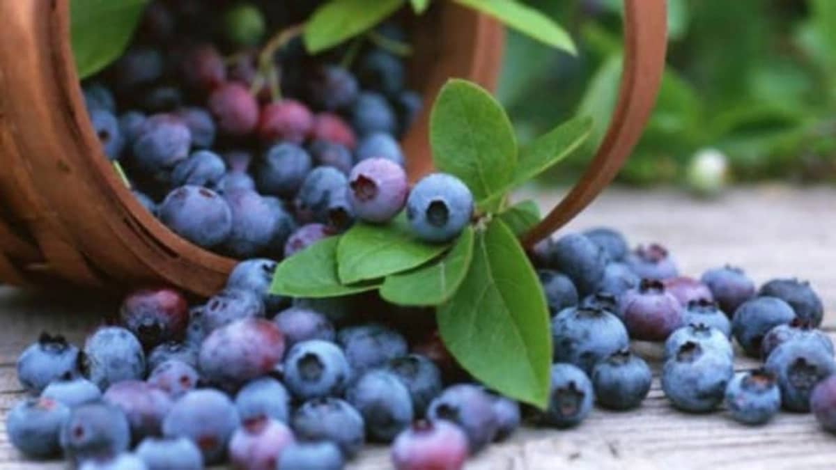 WhatsApp Image 2026-02-14 at 7.30.16 AM (1).jpeg