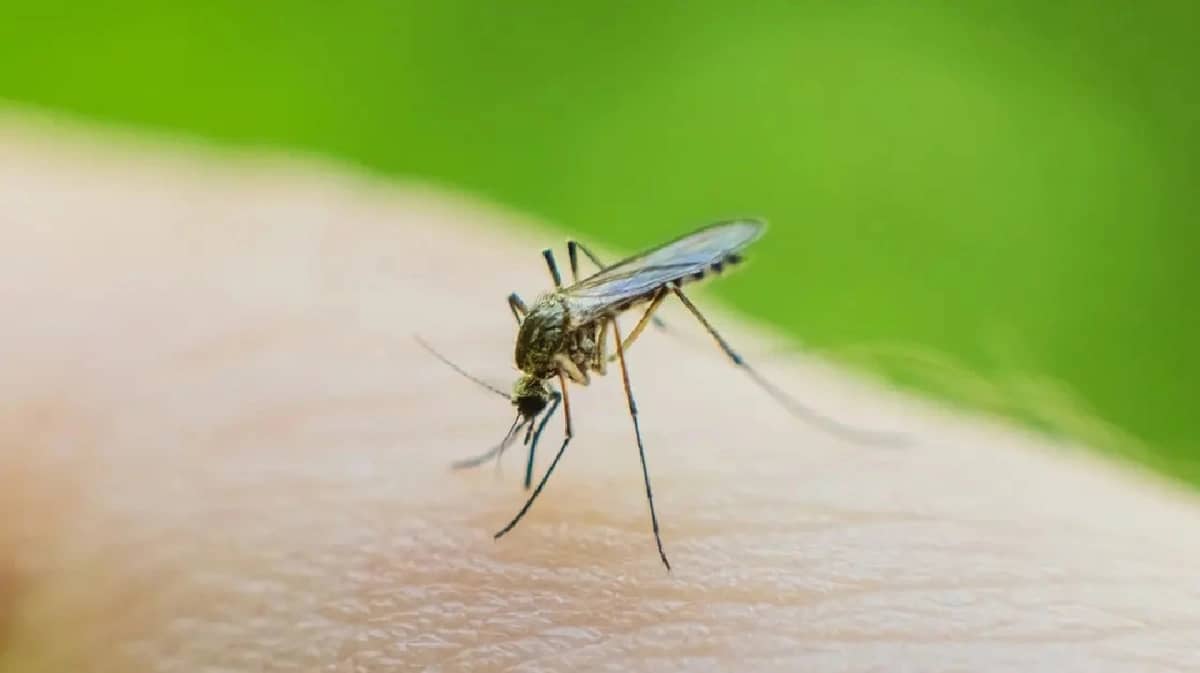 مركب مبتكر يحقق اختراقاً في مواجهة الملاريا