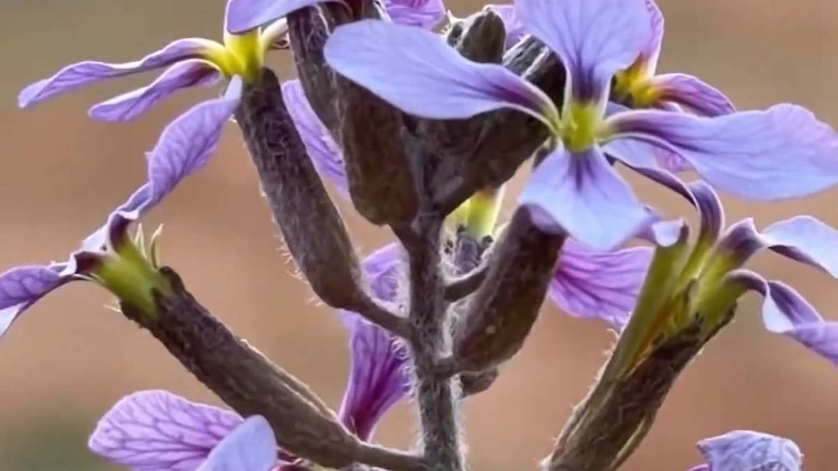 الزعاق: هالسنة بواكير الخزامى بين قبه وسامودة بالقصيم..فيديو