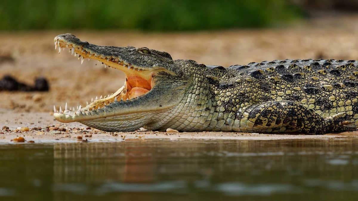 تمساح ينهي حياة صياد أثناء فراره من قطيع أفيال