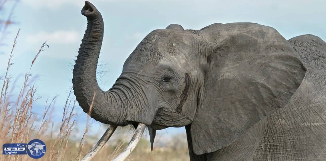 بالصور.. مجزرة لقطيع من الأفيال بعد إصابته بماس كهربائي