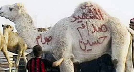 للسنة العاشرة ...أردني "مسيحي " يذبح جمل أضحية عن روح صدام حسين!