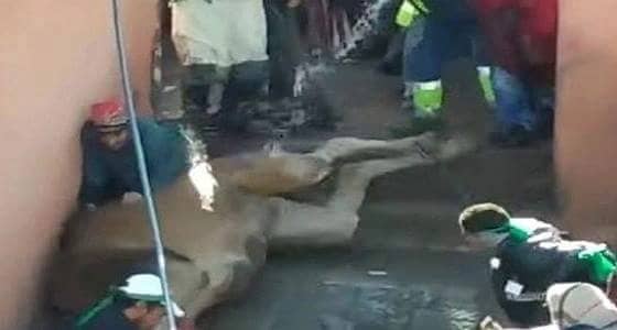 بالفيديو.. مغاربة يذبحون ناقة بوحشية تقربا للاولياء