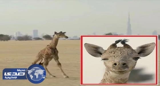 ولي عهد دبي يطالب متابعيه بمساعدته في اختيار اسم لمولود زرافة