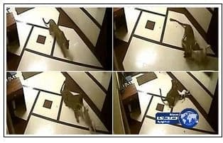 شركة أمريكية تحتجز «كلب» رهينة انتظارا لدفع 3 ألاف دولار