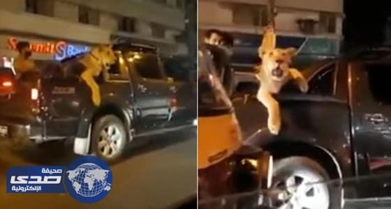 فيديو صادم لفئران تتجول بين أطعمة أحد المطاعم